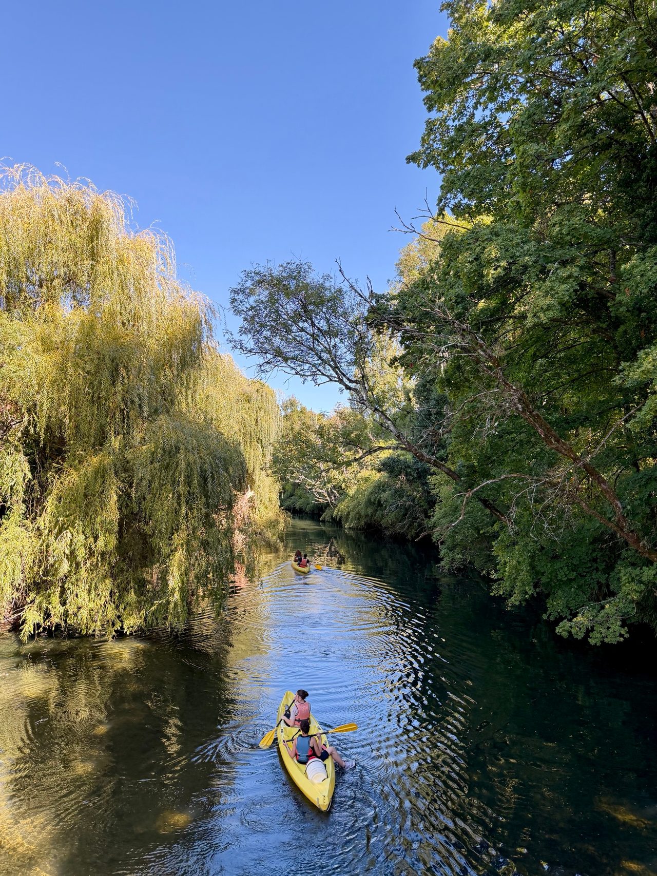 Deux kayaks jaunes descendant une rivière ombragée, entre un saule pleureur et de grands arbres.